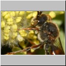 Nomada leucophthalma - Wespenbiene m03c.jpg